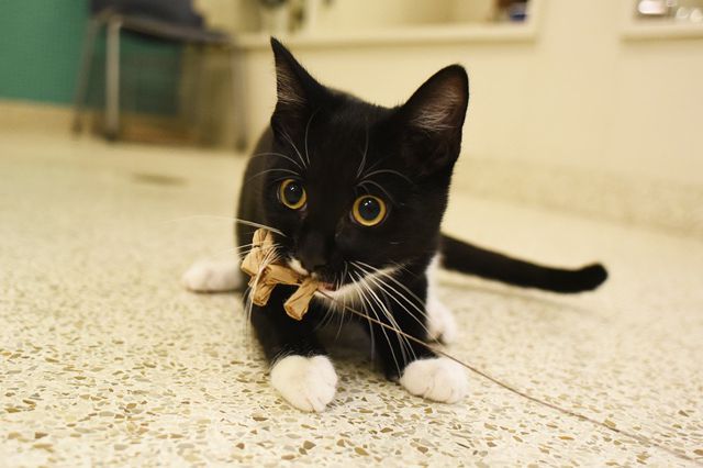 This is Cameron! He is four months old, and the ASPCA says, "Cameron is a playful adolescent who is very friendly and outgoing. With this black kitty, playtime is all the time."